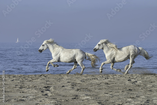 White Stallions Running on the Beach