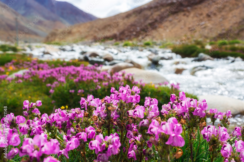 Fototapeta premium Natural landscape in Leh Ladakh