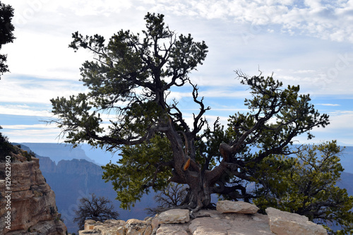 Grand Canyon Tree