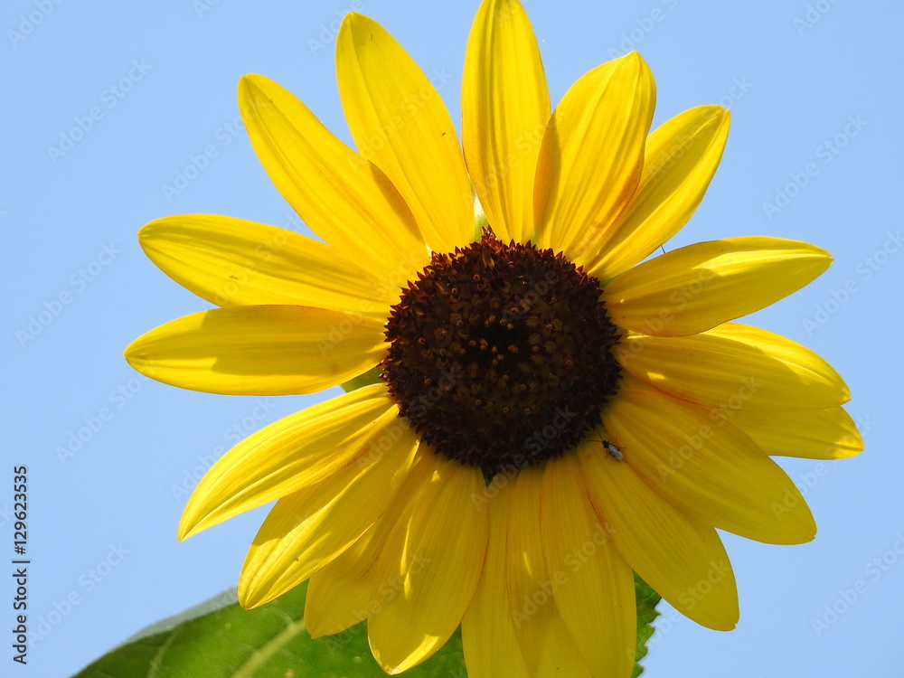 Naklejka premium Sunflower