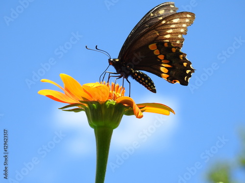 Flower and Butterfly