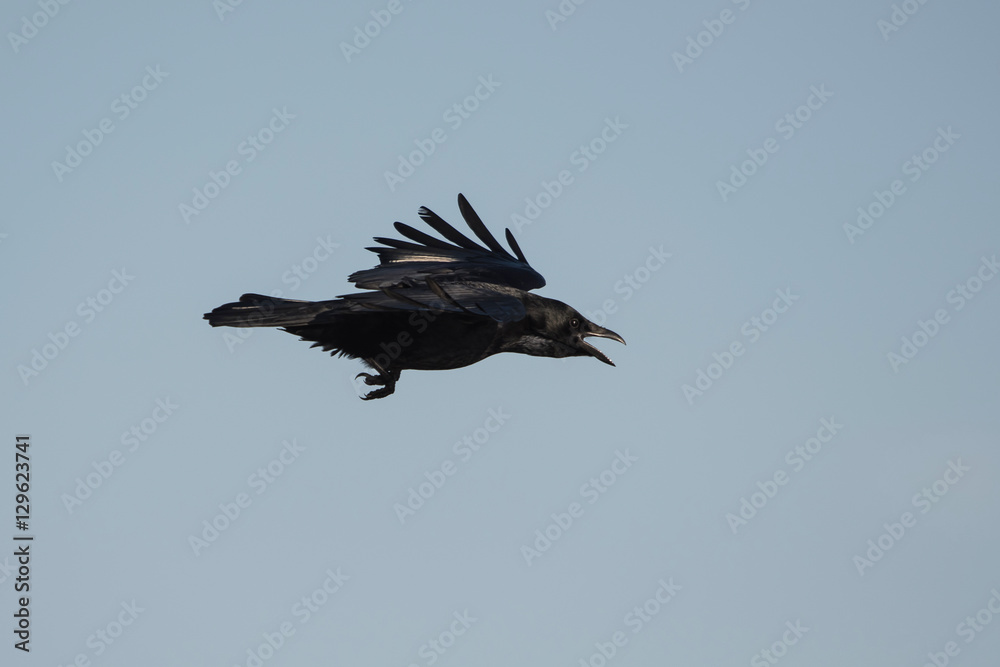 Fototapeta premium Carrion Crow, Crow, Corvus Corone