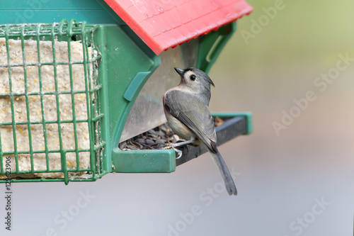 Tufted Titmouse