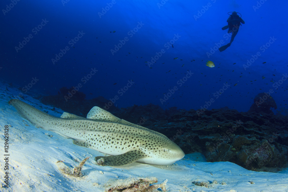 Fototapeta premium Scuba divers and Zebra Shark (Leopard Shark)