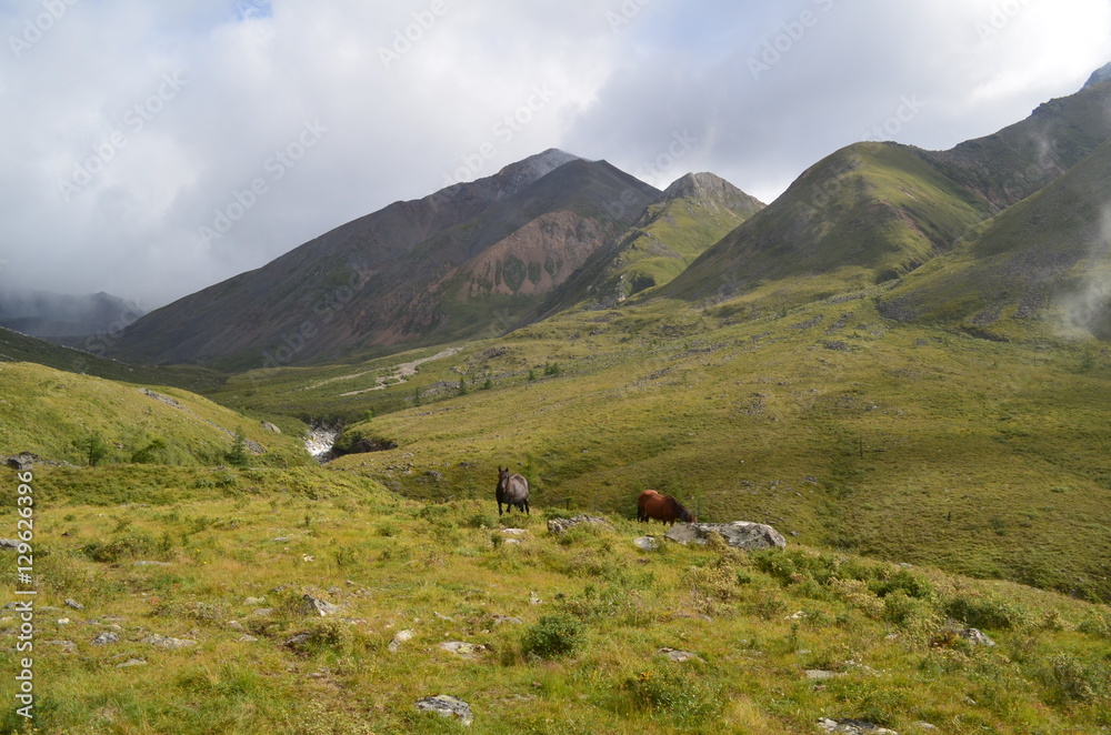 Thoroughbred horses grazing high in the mountains.