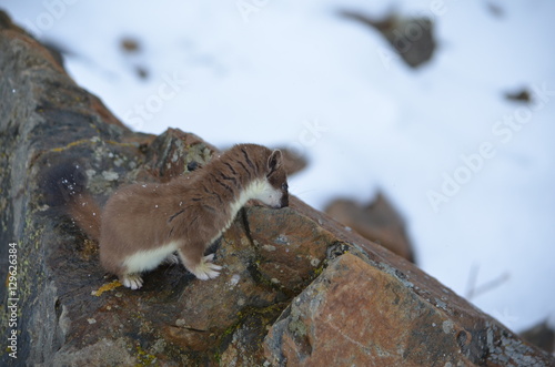 A curious ermine on top of the mountain pass.