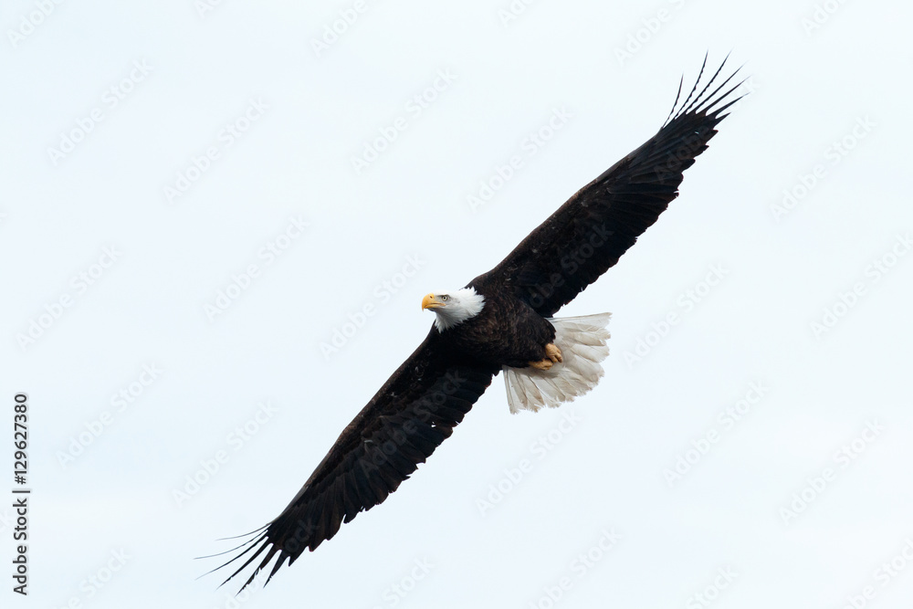 Bald eagle soaring