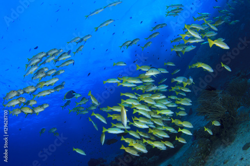 Coral reef and fish underwater in ocean