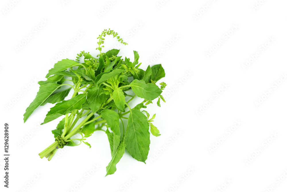 Holy Basil,Ocimum sanctum isolate on white Holy Basil,Ocimum sanctum isolate on white