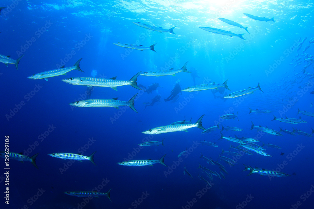 Scuba diving with barracuda fish Scuba diving with barracuda fish
