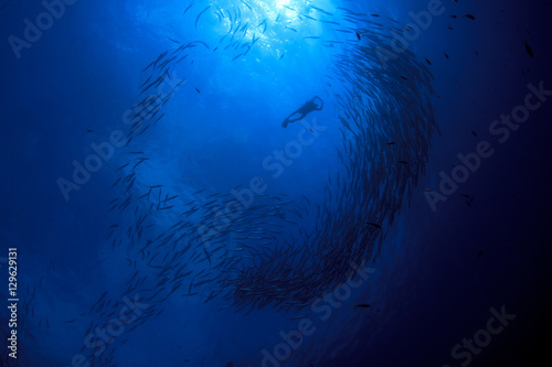 Scuba diving with barracuda fish