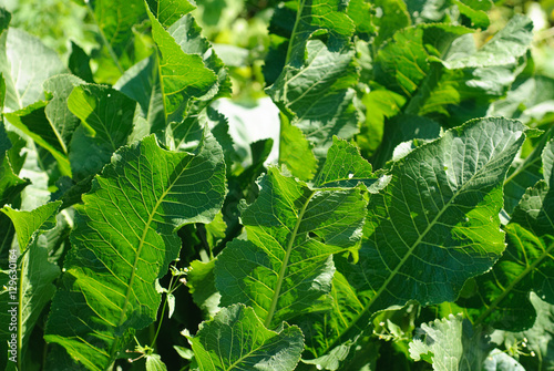 Horseradish (Cochlearia armoracia) green leaves background