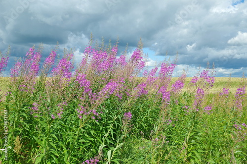 Fireweed blooming  Epilobium angustifolium  in a meadow