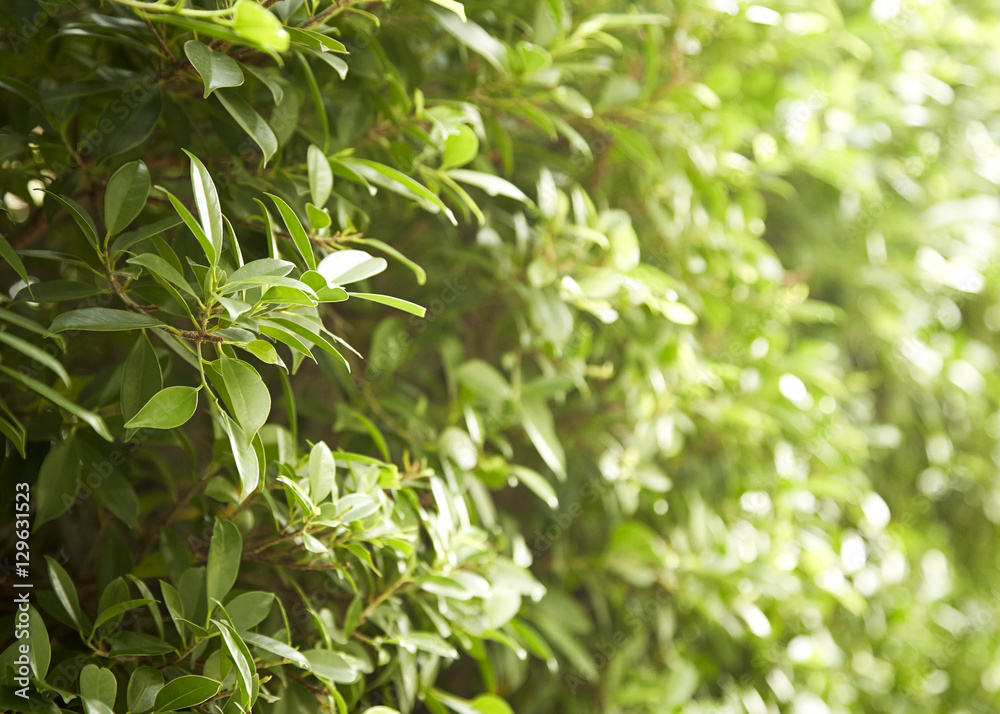 Buxus sempervirens bush