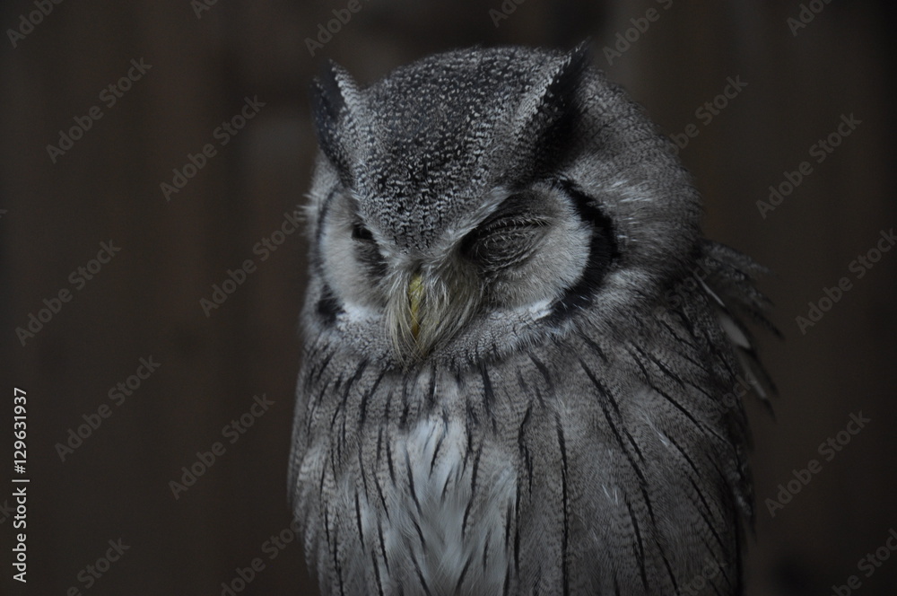 フクロウ コノハズク 梟 Stock Photo Adobe Stock