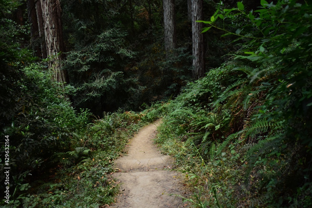Hidden Redwood Canyon