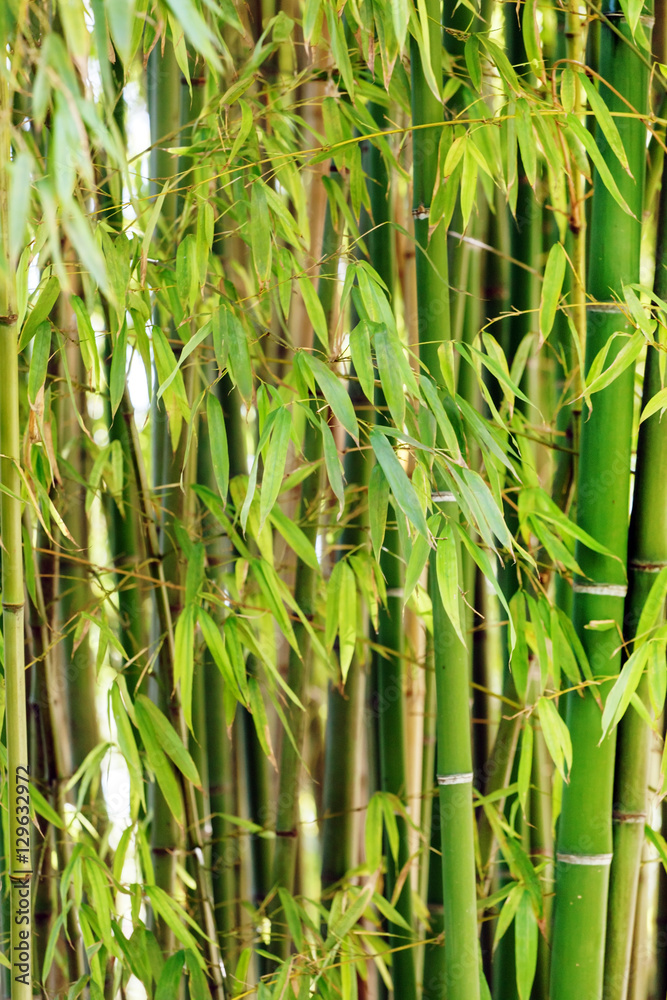 bamboo forest bamboo forest