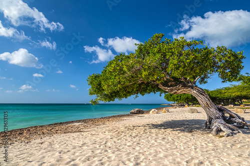 Bild auf Leinwand Divi Tree By The Sea