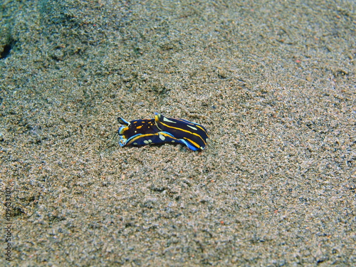 True sea slug