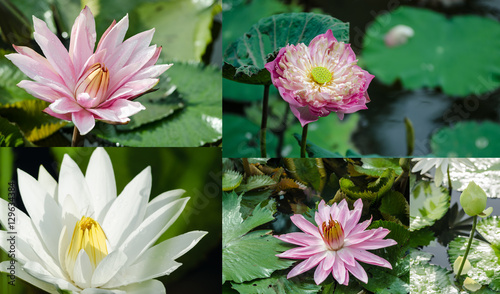 Bloom Pink lotus