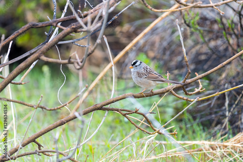 White-crowned Sparrow Perching on a Branch at the Audubon Center