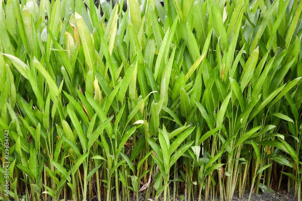Obraz premium Canna indica plant in nature garden