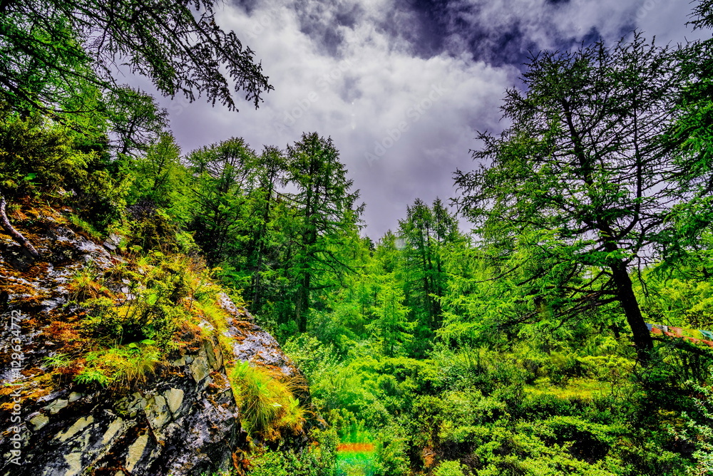 Forested mountain slope in low lying cloud with the evergreen conifers shrouded in mist in a scenic landscape view Forested mountain slope in low lying cloud with the evergreen conifers shrouded in mist in a scenic landscape view