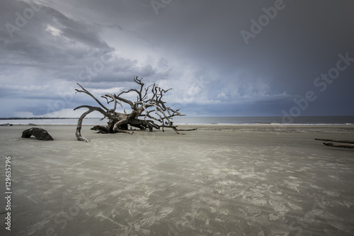 Driftwood Beach © Flat Nine Photo