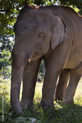 young elephant eating banana in nature © 88studio