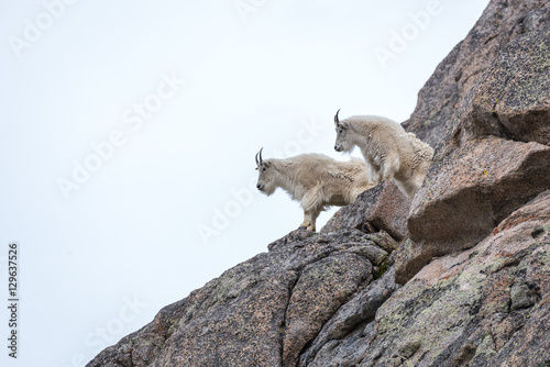 Mountain Goats on the Ledges near Summit Lake on Mount Evans