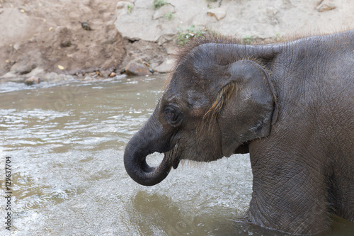 young asian elephant bathing in stream creek