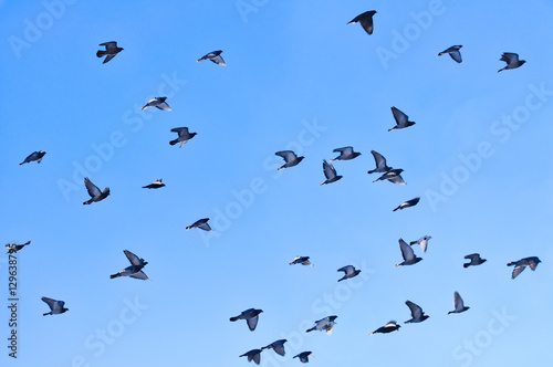 Pigeons flock