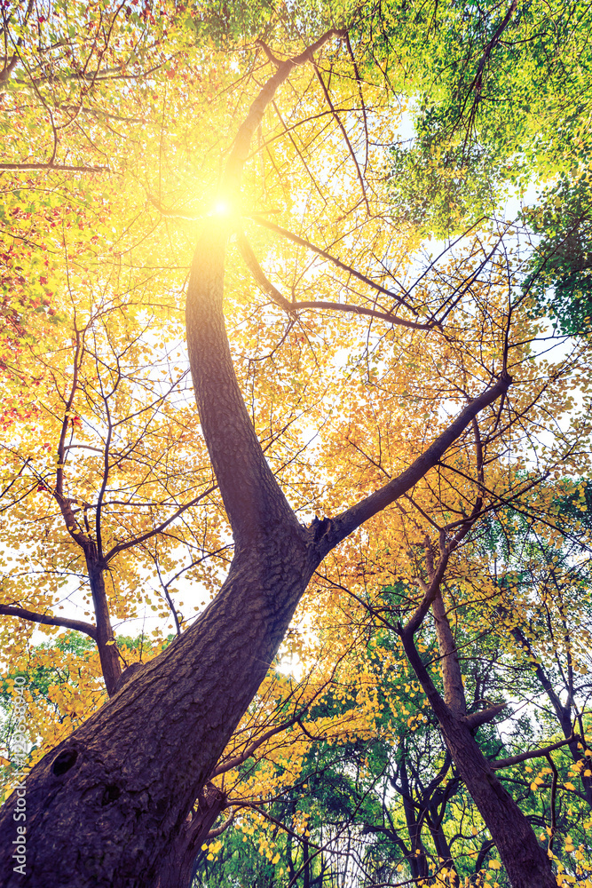 Obraz premium Ginkgo leaves in autumn color