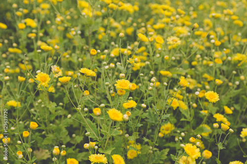 yellow Chrysanthemum flower field