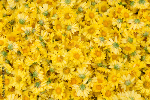 yellow Chrysanthemum flower for texture background
