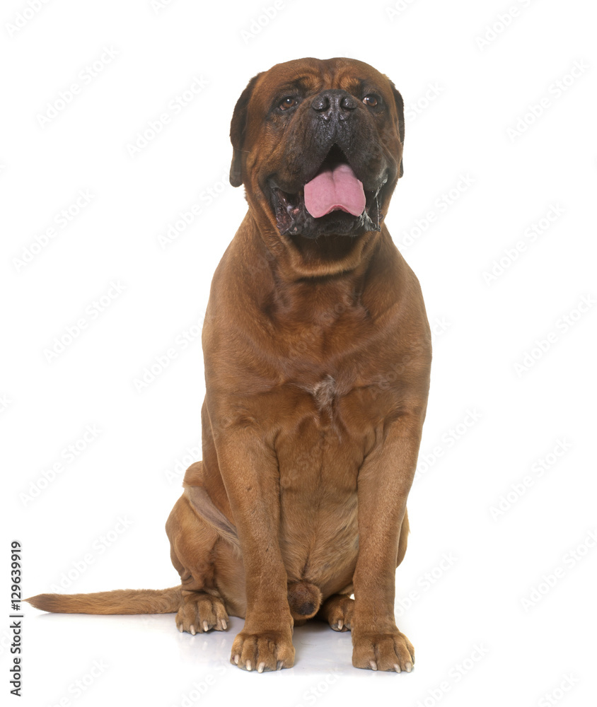 Obraz premium dogue de Bordeaux