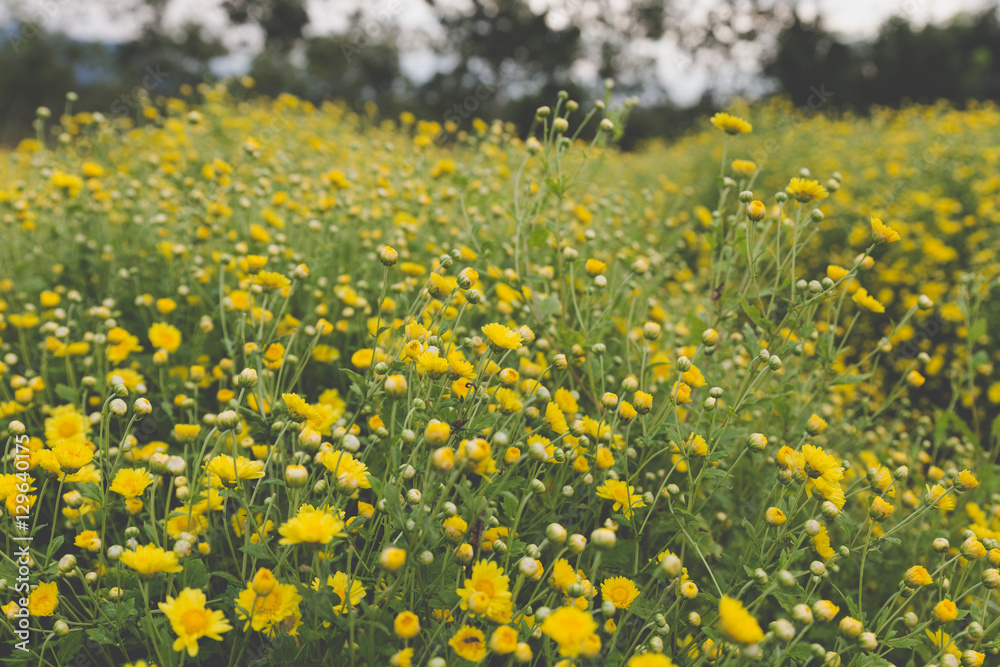 Fototapeta premium yellow Chrysanthemum flower field