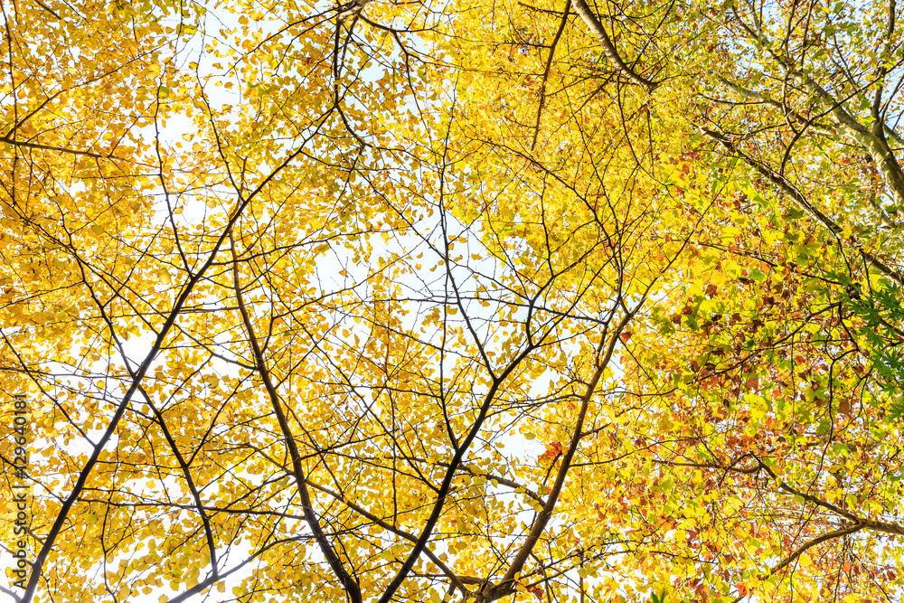 Ginkgo leaves in autumn color Ginkgo leaves in autumn color