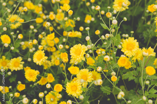 Fototapeta Naklejka Na Ścianę i Meble -  yellow Chrysanthemum flower field, soft focus