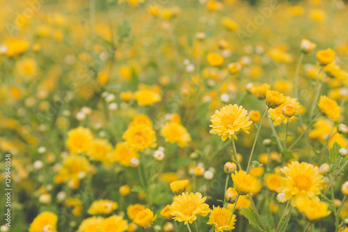 yellow Chrysanthemum flower field  soft focus