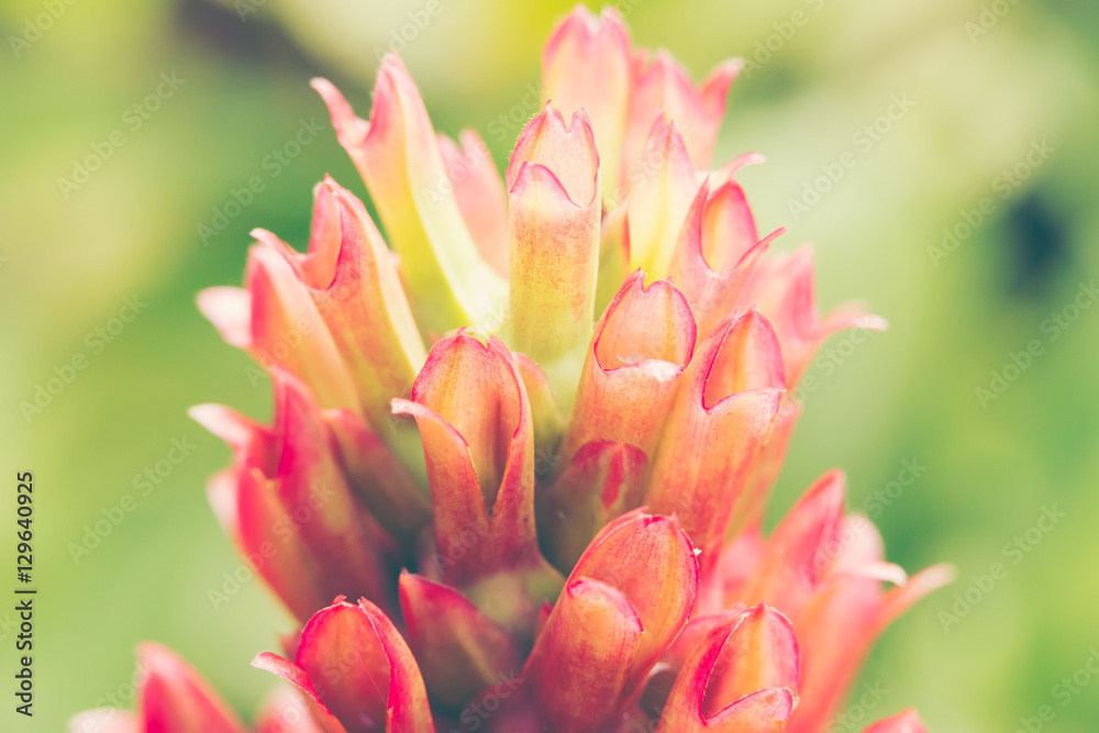 Close up crape ginger flower or Costus speciosus in garden