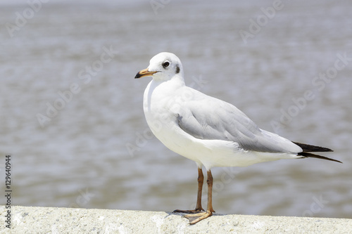 Seagull standing on a cement fence