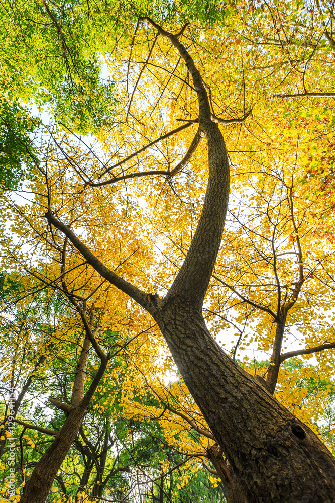 Fototapeta premium Ginkgo leaves in autumn color