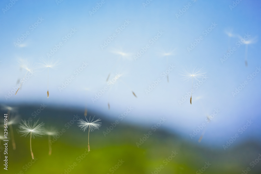Obraz premium 高原を飛ぶタンポポの綿毛
