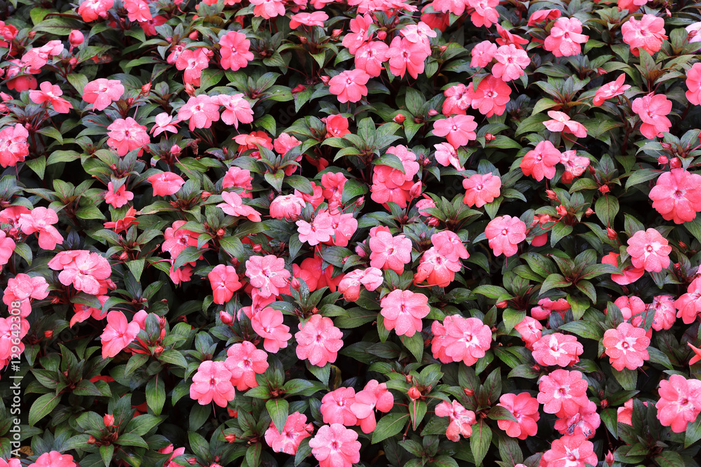 Beautiful Flowers Background Beautiful Flowers Background