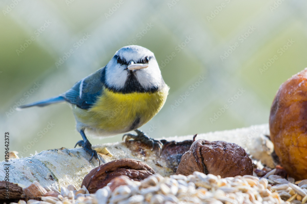 Fototapeta premium Blaumeise mit Futter