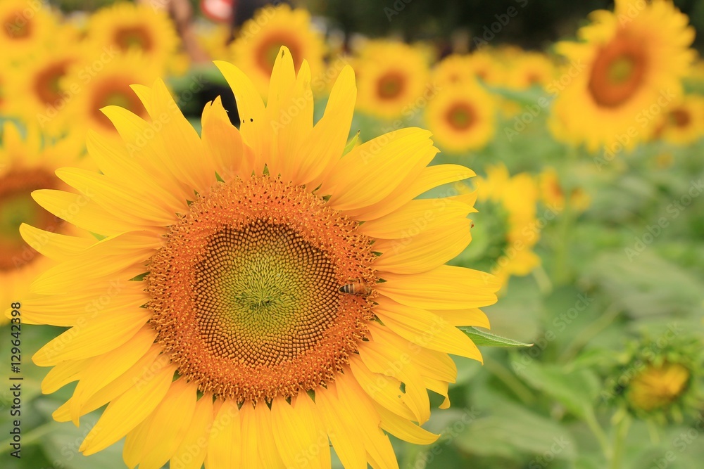 Fototapeta premium sunflower