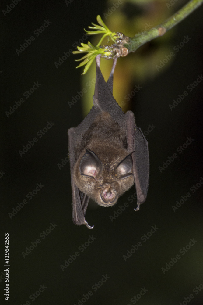 Obraz premium Fledermaus