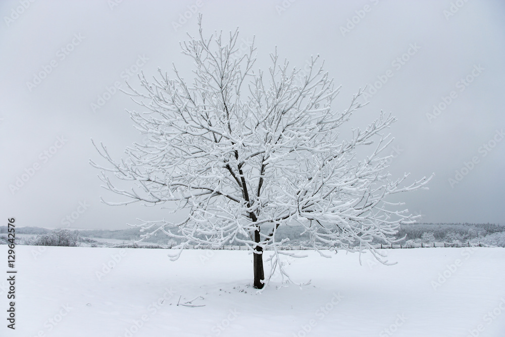 Fototapeta premium Lonely tree in snowy landscape