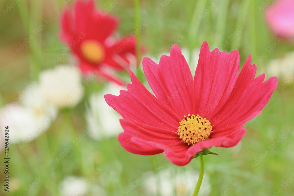 Obraz premium Cosmos flowers